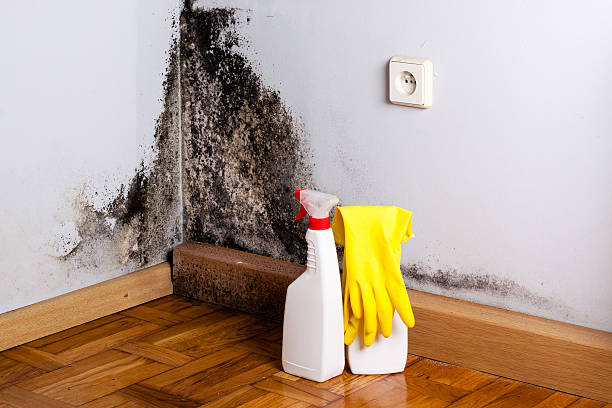Professional Mold Remediation in Onset, MA