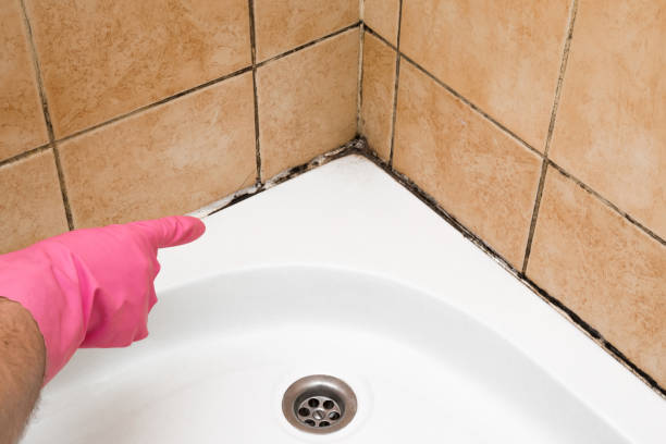 Best Attic Mold Remediation in Onset, MA